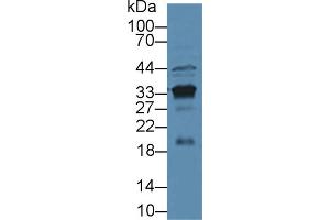 Western blot analysis of Mouse Kidney lysate, using Mouse KLK3 Antibody (3 µg/ml) and HRP-conjugated Goat Anti-Rabbit antibody (