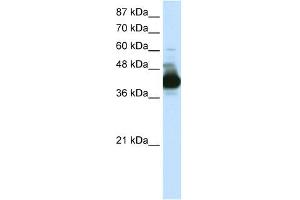 Western Blotting (WB) image for anti-Cleavage Stimulation Factor, 3' Pre-RNA, Subunit 3, 77kDa (CSTF3) (N-Term) antibody (ABIN2778767)