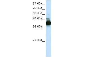 WB Suggested Anti-CSTF3 Antibody Titration:  0.
