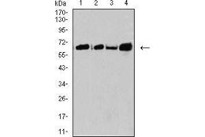 Western blot analysis using CPV-VP2 mouse mAb against SW480 (1), A431 (2), K562 (3), and BCBL-1 (4) cell lysate. (CPV-VP2 (AA 1-128) Antikörper)