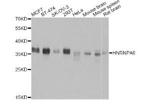 Western blot analysis of extracts of various cell lines, using HNRNPA0 antibody (ABIN5973588) at 1:3000 dilution. (HNRNPA0 Antikörper)