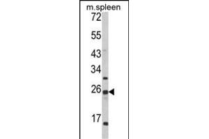 Western blot analysis of FKBP11 Antibody (C-term) (ABIN652245 and ABIN2841019) in mouse spleen tissue lysates (35 μg/lane).