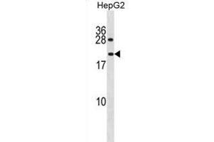 IAL4A Antibody (N-term) (ABIN1881677 and ABIN2839019) western blot analysis in HepG2 cell line lysates (35 μg/lane).