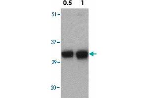 Western blot analysis of FAIM2 in EL4 cell lysate with FAIM2 polyclonal antibody  at 0. (FAIM2 Antikörper  (N-Term))
