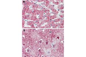 Immunohistochemical staining of formalin-fixed, paraffin-embedded human liver (A) and human brain, cortex (B) tissue after heat-induced antigen retrieval. (TAO Kinase 1 (TAOK1) (C-Term) Antikörper)