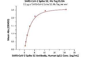 Immobilized SARS-CoV-2 S2 protein, His Tag (ABIN6952626,ABIN6952649) at 1 μg/mL (100 μL/well) can bind SARS-CoV-2 Spike S2 Antibody, Human IgG1 with a linear range of 0. (SARS-CoV-2 Spike S2 Protein (His tag))
