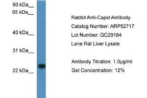 WB Suggested Anti-Capsl  Antibody Titration: 0. (CAPSL Antikörper  (C-Term))