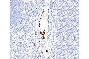 Formalin-fixed, paraffin-embedded human tonsil stained with Granulocyte antibody (SPM250). (Granulocytes Antikörper)