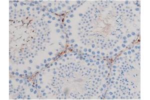 ABIN6267467 at 1/200 staining Mouse testis tissue sections by IHC-P. (CDC25B Antikörper  (pSer323))