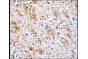 Immunohistochemistry of neurturin in human brain tissue with this product at 5 μg/ml. (Neurturin Antikörper  (AA 178-193))