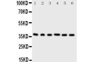 Western Blotting (WB) image for anti-Cyclin-Dependent Kinase 7 (CDK7) (AA 329-346), (C-Term) antibody (ABIN3042892) (CDK7 Antikörper  (C-Term))