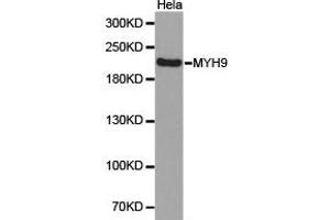 Western Blotting (WB) image for anti-Myosin 9 (MYH9) antibody (ABIN1873802) (Myosin 9 Antikörper)
