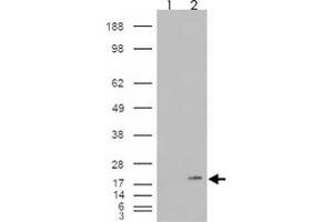 293 overexpressing PLA2G1B and probed with PLA2G1B polyclonal antibody  (mock transfection in first lane), tested by Origene.