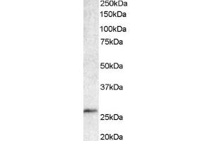 ABIN184562 staining (1µg/ml) of Human Lymph Node lysate (35µg protein in RIPA buffer). (BCL7A Antikörper  (C-Term))