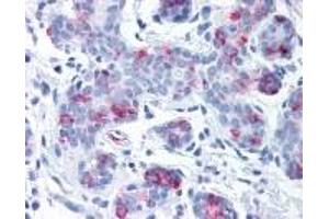 Immunohistochemistry (IHC) image for anti-Wingless-Type MMTV Integration Site Family, Member 8A (WNT8A) (Internal Region) antibody (ABIN2469493) (WNT8A Antikörper  (Internal Region))