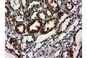 Image no. 9 for anti-COBW Domain Containing 1 (CBWD1) antibody (ABIN1497117) (CBWD1 Antikörper)