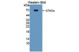 Western blot analysis of the recombinant protein. (NR1D2 Antikörper  (AA 249-578))
