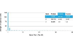 Protein Array (PAr) image for anti-Parvalbumin (PVALB) antibody (ABIN7456131) (PVALB Antikörper)