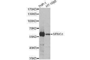 Western blot analysis of extracts of various cell lines, using SEMG1 antibody (ABIN5973197) at 1/1000 dilution. (SEMG1 Antikörper)