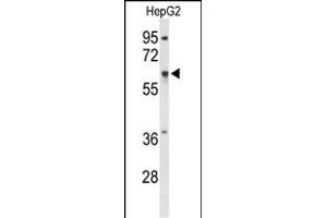 Western blot analysis of ATLA2 Antibody (Center) (ABIN6242474 and ABIN6579055) in HepG2 cell line lysates (35 μg/lane). (Atlastin-2 Antikörper  (AA 297-326))