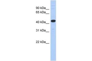 Western Blotting (WB) image for anti-Ubiquitin-Like Modifier Activating Enzyme 3 (UBA3) antibody (ABIN2463920)