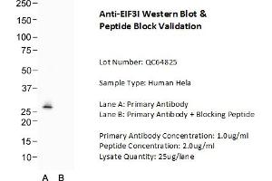 Host: Rabbit Target Name: EIF3I Sample Type: Human Hela  Lane A: Primary Antibody  Lane B: Primary Antibody + Blocking Peptide  Primary Antibody Concentration: 1. (EIF3I Antikörper  (Middle Region))