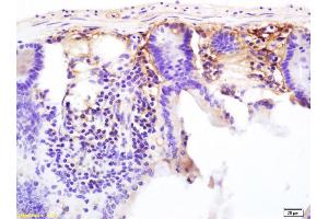 Formalin-fixed and paraffin embedded mouse colon labeled with Anti-CD13/APN/ANPEN Polyclonal Antibody, Unconjugated (ABIN685762) at 1:200 followed by conjugation to the secondary antibody and DAB staining. (CD13 Antikörper  (AA 344-444))