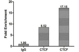Chromatin Immunoprecipitation Hela (1. (CTCF Antikörper  (AA 1-260))