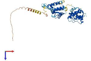 Parvin, beta Protein (PARVB) (AA 1-364) (His tag)