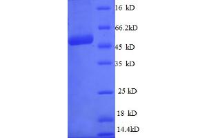SDS-PAGE (SDS) image for Chromosome 21 Open Reading Frame 33 (C21orf33) (AA 43-268) protein (GST tag) (ABIN4974636) (C21orf33 Protein (AA 43-268) (GST tag))