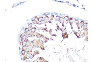 Immunohistochemistry of paraffin-embedded rat testis using Folate Binding Protein(FBP) / FOLR1 Rabbit pAb (ABIN7267224) at dilution of 1:100 (40x lens). (FOLR1 Antikörper  (AA 25-93))