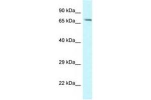 Image no. 1 for anti-Mannosidase, Alpha, Class 1A, Member 1 (MAN1A1) (AA 116-165) antibody (ABIN6747662)