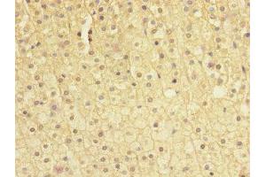 Immunohistochemistry of paraffin-embedded human adrenal gland tissue using ABIN7171006 at dilution of 1:100