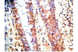 Immunohistochemistry (IHC) image for anti-Glucagon-like peptide 1 (GLP-1) (AA 2-24) antibody (ABIN2872236)