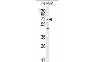 LRRC33 Antibody (C-term) (ABIN654275 and ABIN2844083) western blot analysis in HepG2 cell line lysates (35 μg/lane). (LRRC33 Antikörper  (C-Term))