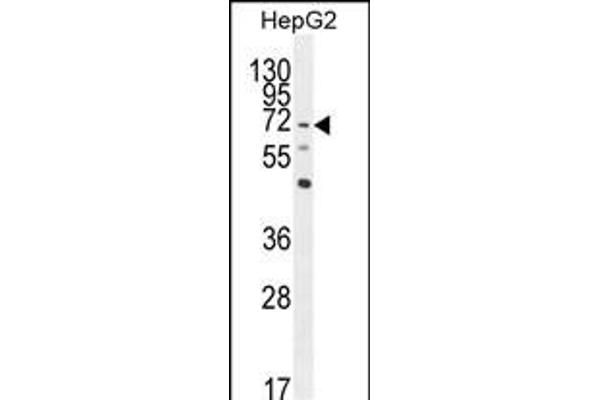 LRRC33 Antikörper  (C-Term)