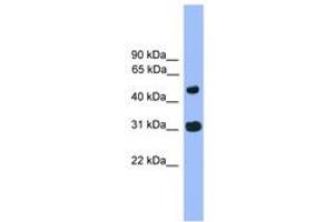Image no. 1 for anti-Family with Sequence Similarity 13, Member C (FAM13C) (AA 81-130) antibody (ABIN6745285) (FAM13C Antikörper  (AA 81-130))