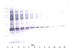 Image no. 3 for anti-Apolipoprotein E (APOE) antibody (ABIN465189) (APOE Antikörper)