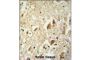 KATL1 antibody (N-term) (ABIN654187 and ABIN2844038) immunohistochemistry analysis in formalin fixed and paraffin embedded human brain tissue followed by peroxidase conjugation of the secondary antibody and DAB staining. (KATNAL1 Antikörper  (N-Term))