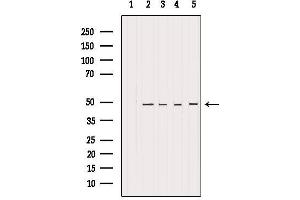 Western Blotting (WB) image for anti-Histone Deacetylase 3 (HDAC3) (C-Term) antibody (ABIN6262179)