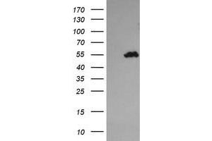 Image no. 1 for anti-Tripartite Motif Containing 44 (TRIM44) antibody (ABIN1501506)
