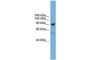WB Suggested Anti-Ddx54 Antibody Titration:  0. (DDX54 Antikörper  (C-Term))