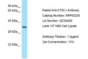 Western Blotting (WB) image for anti-Cathepsin L1 (CTSL1) (C-Term) antibody (ABIN2774366)