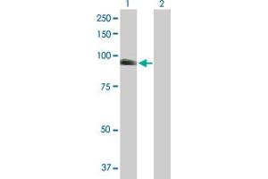 Western Blot analysis of NUAK1 expression in transfected 293T cell line by NUAK1 MaxPab polyclonal antibody.