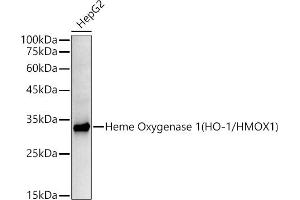 Western blot analysis of extracts of HepG2 cells, using Heme Oxygenase 1 (HO-1/HMOX1) antibody  at 1:10000 dilution. (HMOX1 Antikörper)