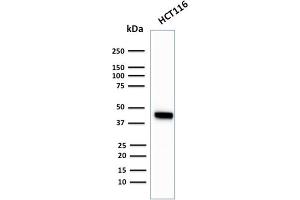 Western Blot Analysis of HCT116 cell lysate using Cytokeratin 18Rabbit Recombinant Monoclonal Antibody (KRT18/2819R). (Rekombinanter Cytokeratin 18 Antikörper)