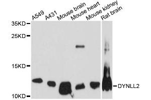 Western blot analysis of extracts of various cell lines, using DYNLL2 antibody (ABIN6292036) at 1:3000 dilution. (DYNLL2 Antikörper)