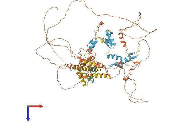 ZBTB20 Protein (AA 1-741) (His tag)