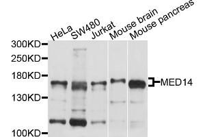 Western blot analysis of extracts of various cell lines, using MED14 antibody (ABIN4904333) at 1:1000 dilution. (MED14 Antikörper)
