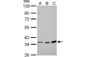 WB Image Annexin II antibody detects ANXA2 protein by Western blot analysis. (Annexin A2 Antikörper)